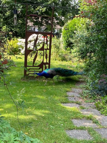Large bird feeder. Peacock not included: Swipe To View More Images