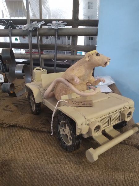 Desert rat: Swipe To View More Images